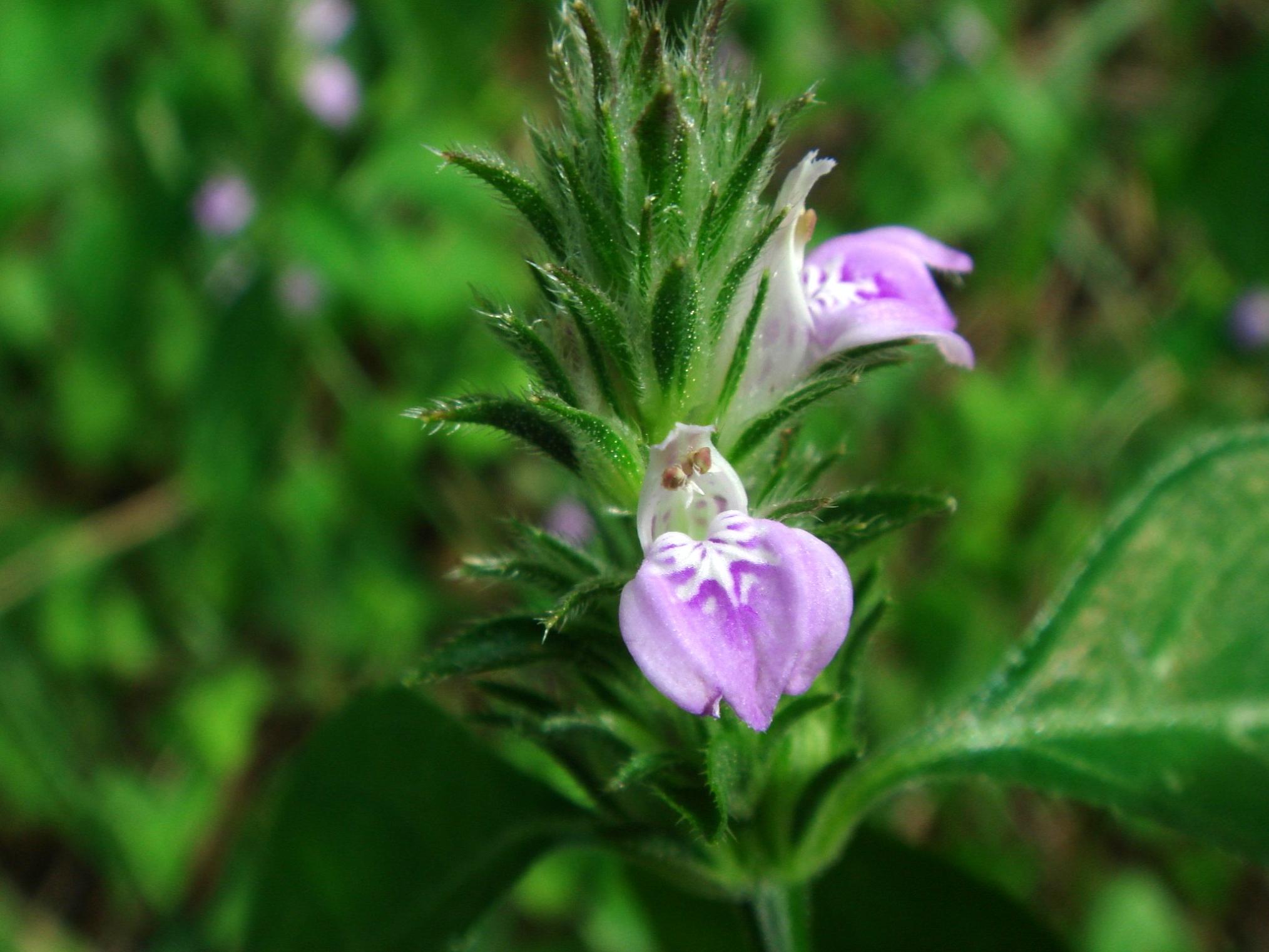 Justicia procumbens L.